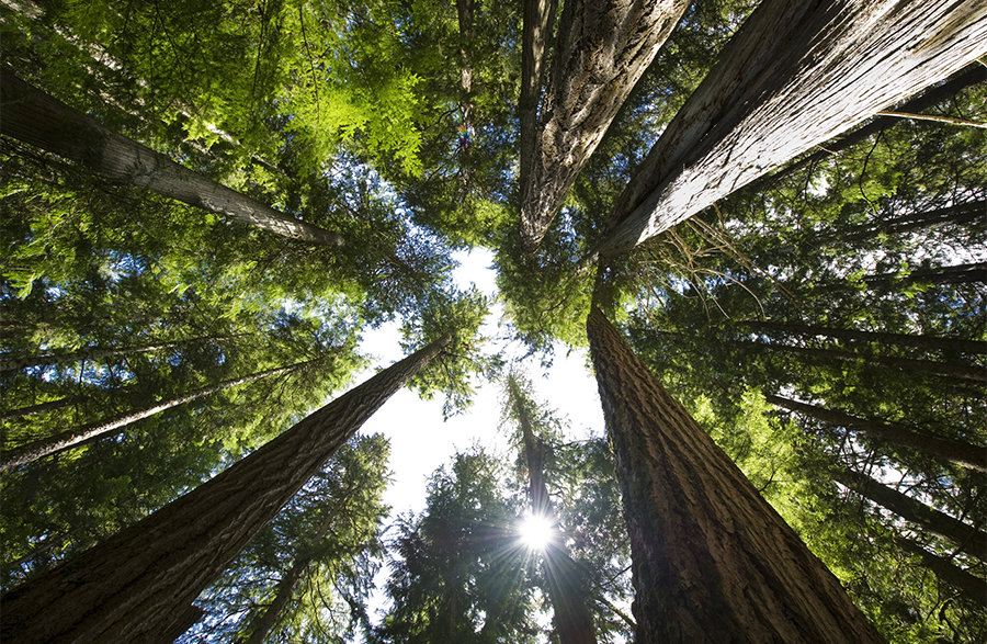 The Effects of Atmospheric Nitrogen on the Growth and Survival of Trees Vary with Climate and Soil Conditions